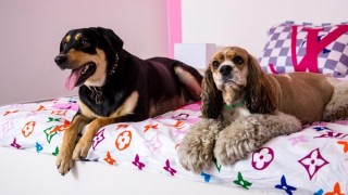 Chewy-Vuitton-Dog-Suite-7-320x180